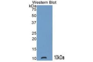 Mouse Capture antibody from the kit in WB with Positive Control: Human leukocyte cells. (S100P ELISA Kit)