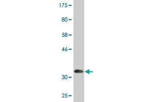 Western Blot detection against Immunogen (33. (DHRS2 antibody  (AA 229-300))