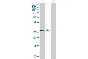 Western Blot analysis of RHOXF1 expression in transfected 293T cell line by RHOXF1 MaxPab polyclonal antibody.