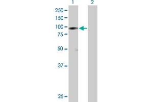 Western Blot analysis of HSP90AB1 expression in transfected 293T cell line by HSP90AB1 MaxPab polyclonal antibody. (HSP90AB1 antibody  (AA 1-724))