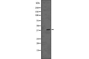 Western blot analysis of MSI1 using HUVEC whole cell lysates (MSI1 antibody  (C-Term))