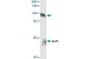 Immunoprecipitation of HLCS transfected lysate using anti-HLCS MaxPab rabbit polyclonal antibody and Protein A Magnetic Bead , and immunoblotted with HLCS MaxPab rabbit polyclonal antibody (D01) . (HLCS antibody  (AA 1-726))