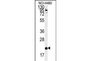 Western blot analysis in NCI-H460 cell line lysates (35ug/lane). (SLAMF7 antibody  (AA 58-85))