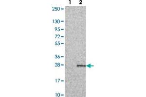 Western blot analysis of Lane 1: Negative control (vector only transfected HEK293T lysate). (PERP antibody)