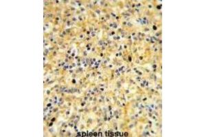 Immunohistochemistry (IHC) image for anti-Coiled-Coil Domain Containing 3 (CCDC3) antibody (ABIN3003893) (CCDC3 antibody)