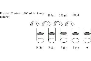 This picture shows the preparation of the positive control. (EGFR ELISA Kit)