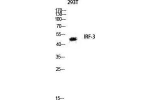 Western Blot (WB) analysis of 293T lysis using IRF-3 antibody. (IRF3 antibody  (Ser605))