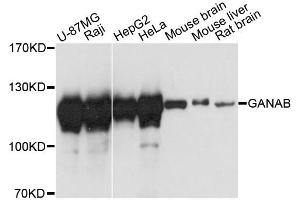 Western blot analysis of extracts of various cell lines, using GANAB antibody. (GANAB antibody)