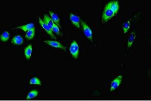 Immunofluorescent analysis of Hela cells using ABIN7156219 at dilution of 1:100 and Alexa Fluor 488-congugated AffiniPure Goat Anti-Rabbit IgG(H+L) (MCL-1 antibody  (AA 19-244))