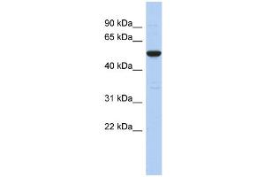 WB Suggested Anti-C9orf75 Antibody Titration: 0.