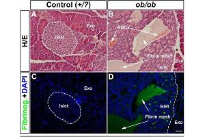 Immunohistochemistry of Anti-Fibronectin Antibody. (Fibronectin 1 antibody)