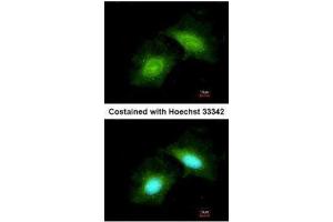 ICC/IF Image Immunofluorescence analysis of methanol-fixed HeLa, using GADD45 gamma, antibody at 1:200 dilution. (GADD45G antibody  (C-Term))