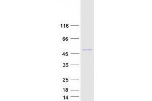 Validation with Western Blot (BCS1L Protein (Transcript Variant 1) (Myc-DYKDDDDK Tag))