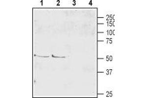 Western blot analysis of mouse (lanes 1 and 3) and rat (lanes 2 and 4) brain lysate: - 1,2.
