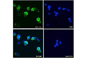 ABIN5539645 Immunofluorescence analysis of paraformaldehyde fixed HepG2 cells, permeabilized with 0.