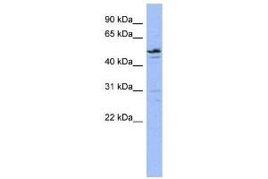 WB Suggested Anti-ZNF419  Antibody Titration: 0.