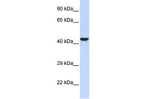 WB Suggested Anti-NMI Antibody Titration:  0. (NMI antibody  (Middle Region))