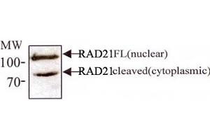 Western blot analysis of RAD21 in 293 cell lysates with RAD21 monoclonal antibody, clone CM110-2C10 . (RAD21 antibody  (AA 544-631))