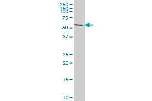 ACAD9 MaxPab polyclonal antibody. (ACAD9 antibody  (AA 1-621))