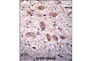 SPG7 Antibody (Center) (ABIN656408 and ABIN2845702) immunohistochemistry analysis in formalin fixed and paraffin embedded human brain tissue followed by peroxidase conjugation of the secondary antibody and DAB staining. (SPG7 antibody  (AA 115-141))