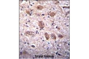 SPG7 Antibody (Center) (ABIN656408 and ABIN2845702) immunohistochemistry analysis in formalin fixed and paraffin embedded human brain tissue followed by peroxidase conjugation of the secondary antibody and DAB staining.