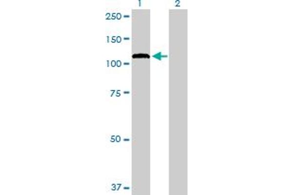 PCDHGA12 antibody  (AA 1-932)