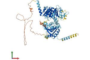 AlphaFold protein structure predicition of Human Recombinant DDX52 Protein, UniprotID Q9Y2R4 (DDX52 Protein (AA 1-599) (His tag))