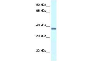 Western Blot showing Pura antibody used at a concentration of 1. (PURA antibody  (C-Term))