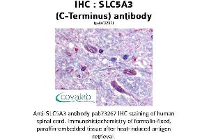 Image no. 1 for anti-Solute Carrier Family 5 Member 3 (SLC5A3) (C-Term) antibody (ABIN1739398) (SLC5A3 antibody  (C-Term))