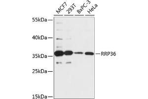 Western blot analysis of extracts of various cell lines, using RRP36 antibody (ABIN7270044) at 1:3000 dilution.