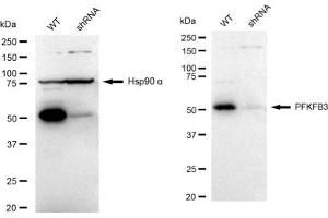 Western blotting analysis using PFKFB3 antibody (ABIN7797431). (Recombinant PFKFB3 antibody)