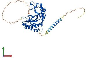 Protein Structure (PS) image for A Kinase (PRKA) Anchor Protein 7 (AKAP7) (AA 1-314) protein (His tag) (ABIN7558223)