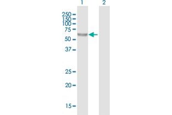 PM20D1 antibody  (AA 1-502)