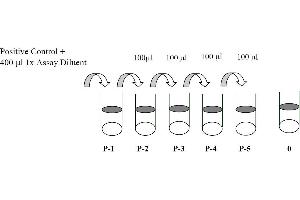 This picture shows the preparation of the positive control. (EPH Receptor B3 ELISA Kit)