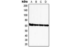 Western blot analysis of ZNF280A expression in HeLa (A), Jurkat (B), NIH3T3 (C), rat kidney (D) whole cell lysates. (ZNF280A antibody  (C-Term))