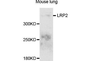 Western blot analysis of extracts of mouse lung, using LRP2 antibody. (LRP2 antibody)