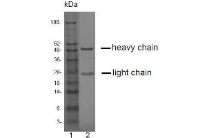 SDS-PAGE analysis of purified LT-3D2 monoclonal antibody. (Prostate Specific Antigen antibody)
