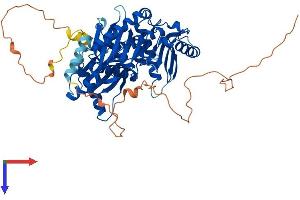 AlphaFold protein structure predicition of Mouse Recombinant Mon1a Protein, UniprotID Q6PDG8 (MON1A Protein (AA 1-556) (His tag))