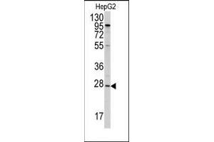 Western blot analysis of anti-APOA1 Antibody (N-term) in HepG2 cell line lysates (35ug/lane).