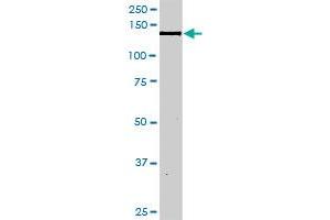 NID1 MaxPab rabbit polyclonal antibody. (Nidogen 1 antibody  (AA 1-1114))