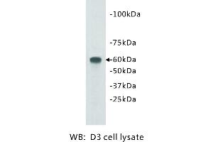 Image no. 1 for anti-Transmembrane Protein 132E (TMEM132E) antibody (ABIN1112940) (TMEM132E antibody)