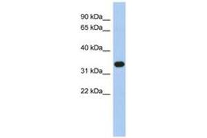 Image no. 1 for anti-Sulfotransferase Family 1B Member 1 (SULT1B1) (N-Term) antibody (ABIN6743488) (SULT1B1 antibody  (N-Term))