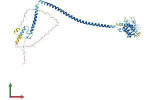 AlphaFold protein structure predicition of Human Recombinant BECN1 Protein, UniprotID Q14457 (Beclin 1 Protein (AA 1-450) (His tag))