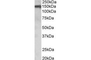 AP31720PU-N OMG antibody staining of Human Amygdala lysate at 0. (OMG antibody  (Internal Region))