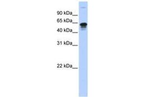 Image no. 1 for anti-Family with Sequence Similarity 82, Member A2 (FAM82A2) (AA 395-444) antibody (ABIN6743451) (RMDN3 antibody  (AA 395-444))