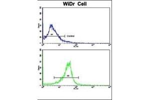 Flow cytometric analysis of widr cells using PRELP Antibody (C-term)(bottom histogram) compared to a negative control cell (top histogram). (PRELP antibody  (C-Term))