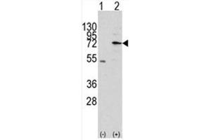 Image no. 1 for anti-Mitochondrial Intermediate Peptidase (MIPEP) (N-Term) antibody (ABIN356962) (MIPEP antibody  (N-Term))