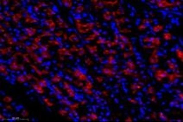 EPN3 antibody