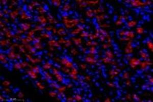 Immunofluorescent analysis of paraformaldehyde-fixed human stomach using Epsin-3 (ABIN7073856) at dilution of 1: 1400