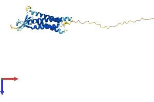 Claudin 19 Protein (CLDN19) (AA 1-224) (His tag)